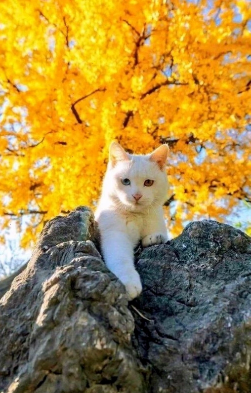 Hình nền điện thoại may mắn cho người mệnh Thổ với gam màu đỏ rực rỡ