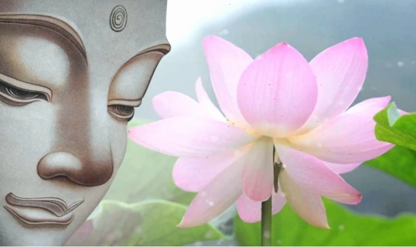 Hoa sen, biểu tượng thiêng liêng trong Phật giáo, thường được sử dụng làm hình nền Phật đẹp