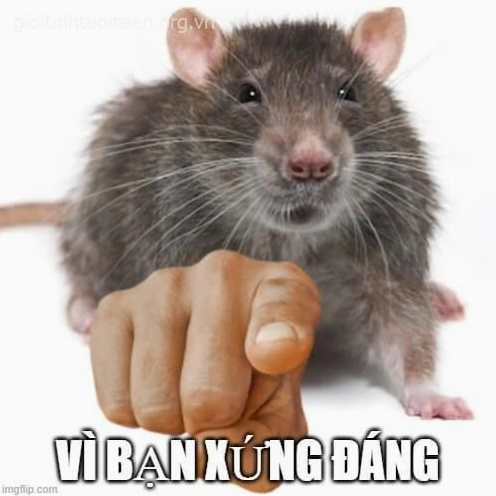 Khám phá 1050+ Bộ Vì bạn xứng đáng meme troll cực gắt