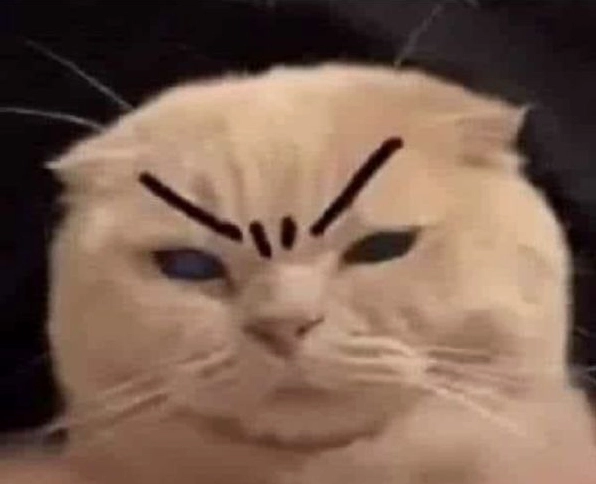 Khám phá Thế giới Meme Mèo Phán Xét Hài Hước và Gắt Gỏng