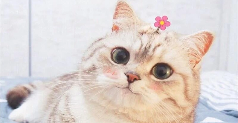 Khám phá Top Meme Mèo Khinh Bỉ: Biểu cảm xem thường đỉnh cao