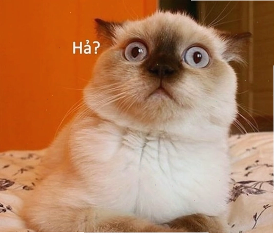 Meme bất ngờ với hình ảnh mèo