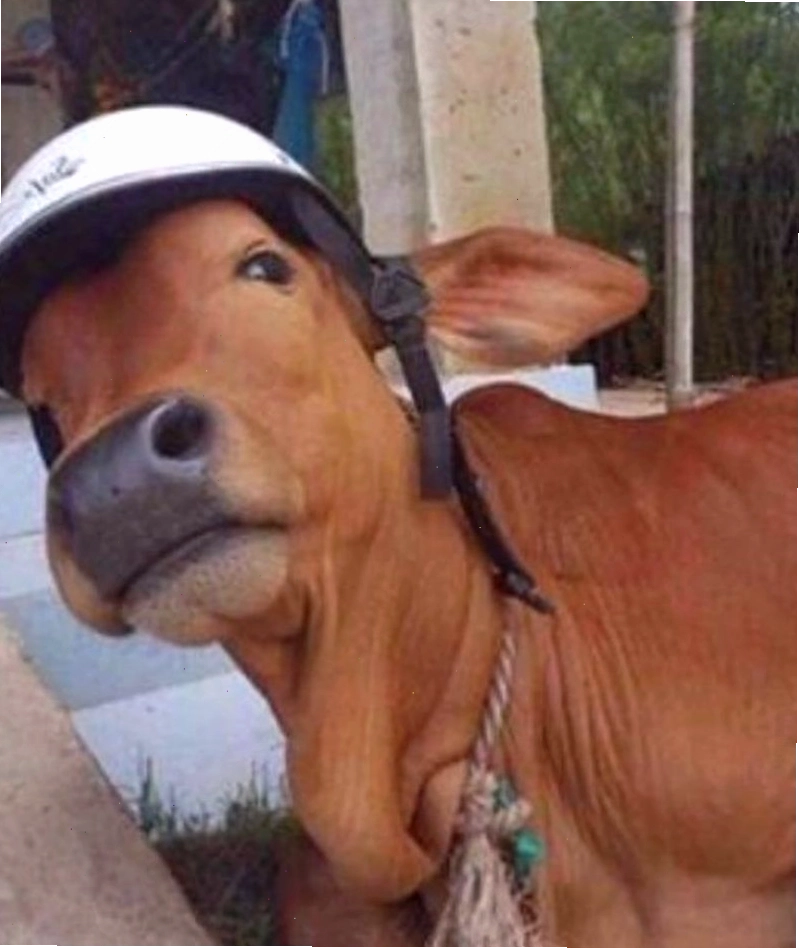 Meme bò biểu cảm ngạc nhiên tột độ