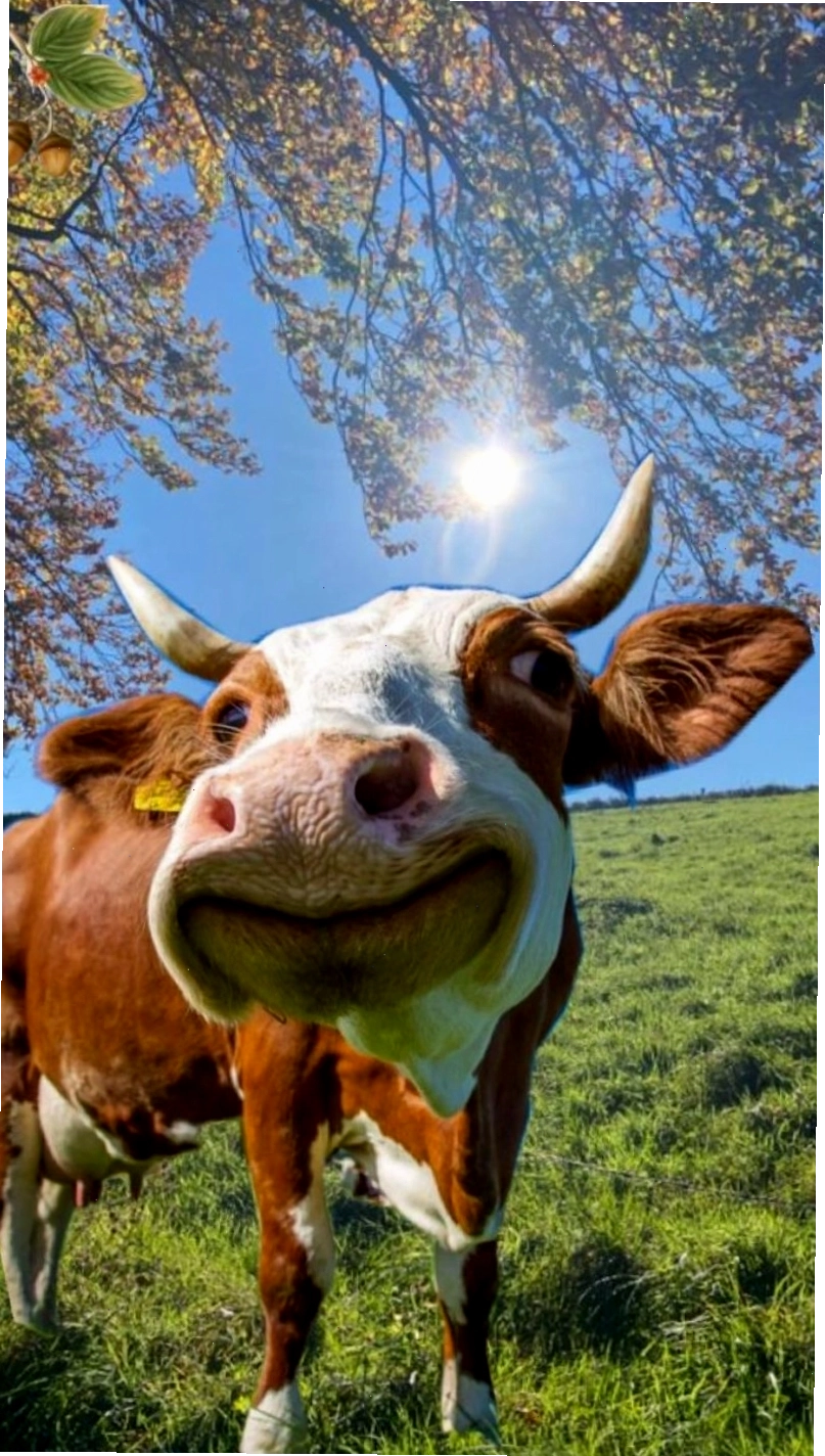 Meme bò ngồi máy tính với vẻ mặt mệt mỏi
