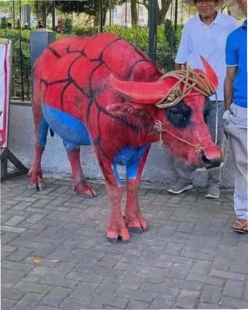 Meme bò sữa đáng yêu với đôi mắt to tròn