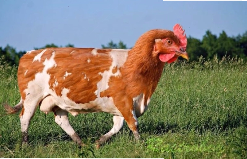 Meme bò với ánh nhìn xa xăm