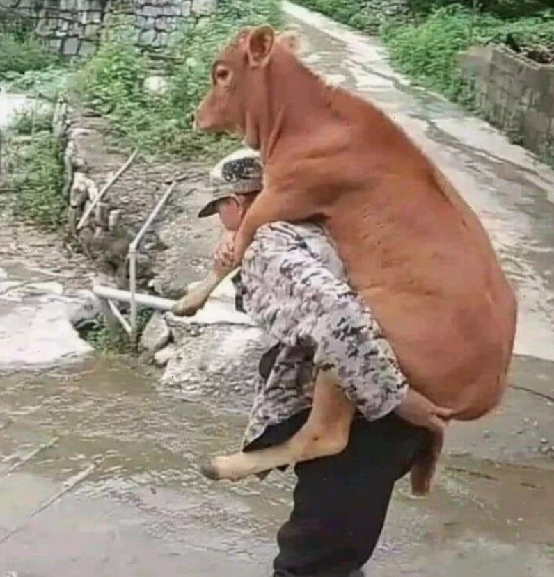 Meme bò với biểu cảm "không hiểu gì hết" khi nhìn màn hình