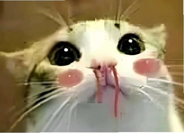 Meme chảy máu mũi với hình ảnh nhân vật hoạt hình dễ thương