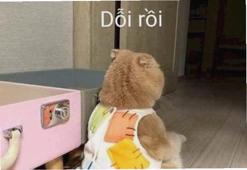 Meme chú mèo con đang giận dỗi