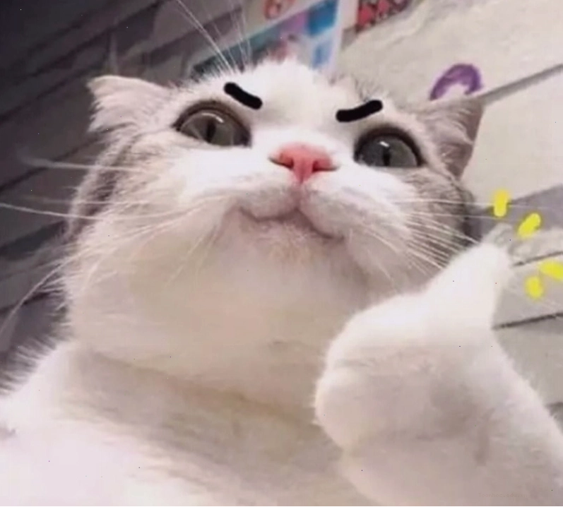 Meme cố lên hình ảnh mèo đang suy tư