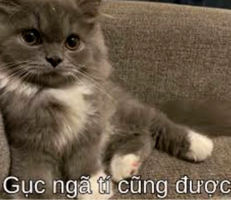 Meme cố lên hình ảnh mèo đang tập thể dục