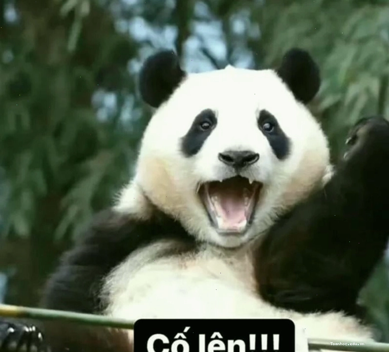 Meme cố lên với chú gấu trúc đang chạy bộ