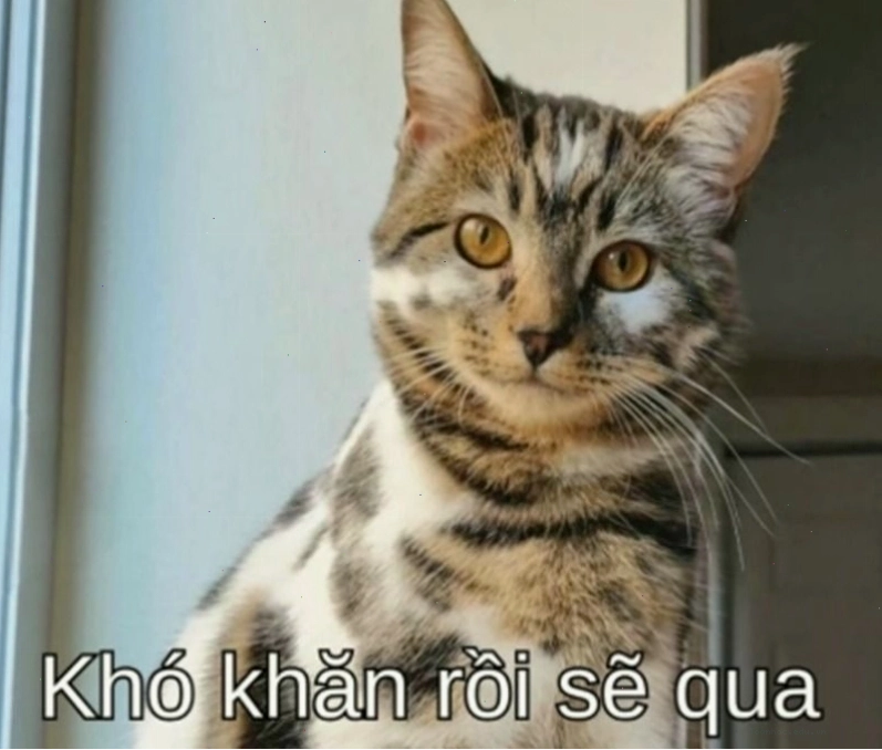Meme cố lên với chú mèo đội mũ biểu cảm ngộ nghĩnh