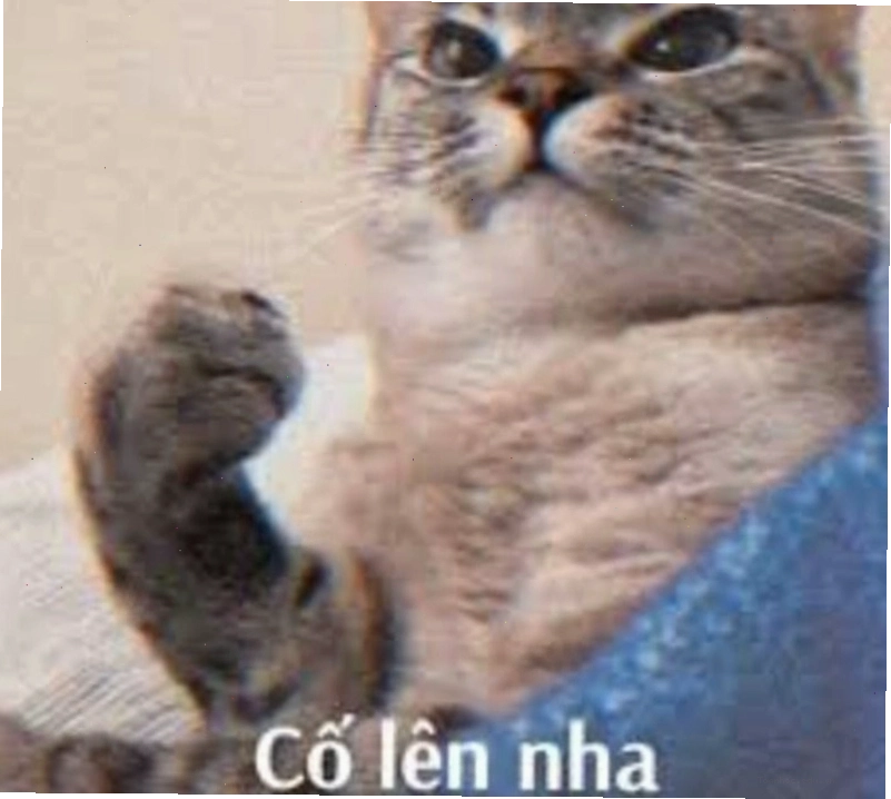 Meme cố lên với hình ảnh chú mèo đáng yêu truyền tải thông điệp tích cực