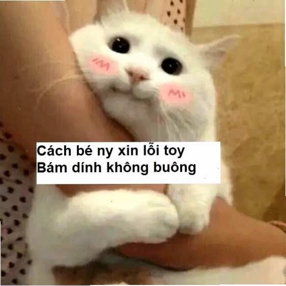 Meme dỗ ny với biểu cảm năn nỉ