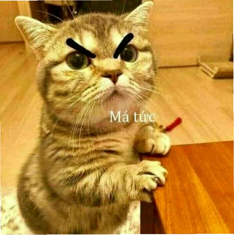 Meme dỗi mèo con