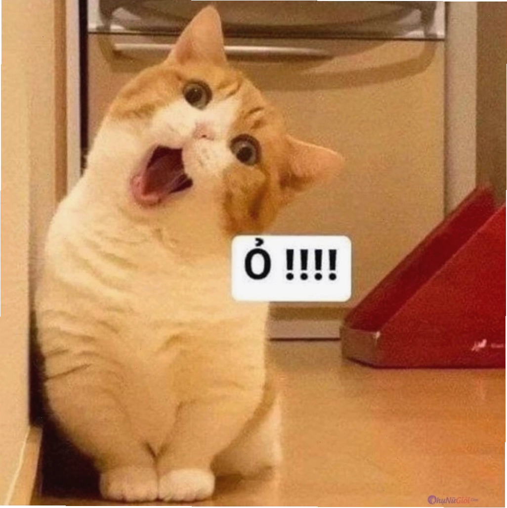 Meme động vật dễ thương