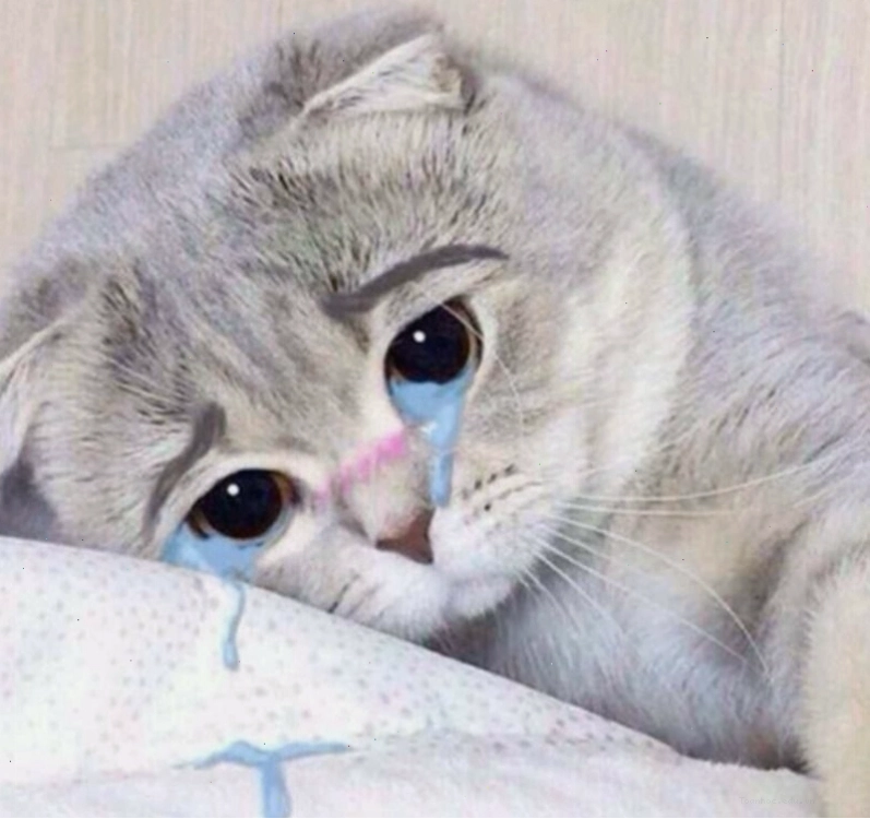 Meme động vật khóc dễ thương