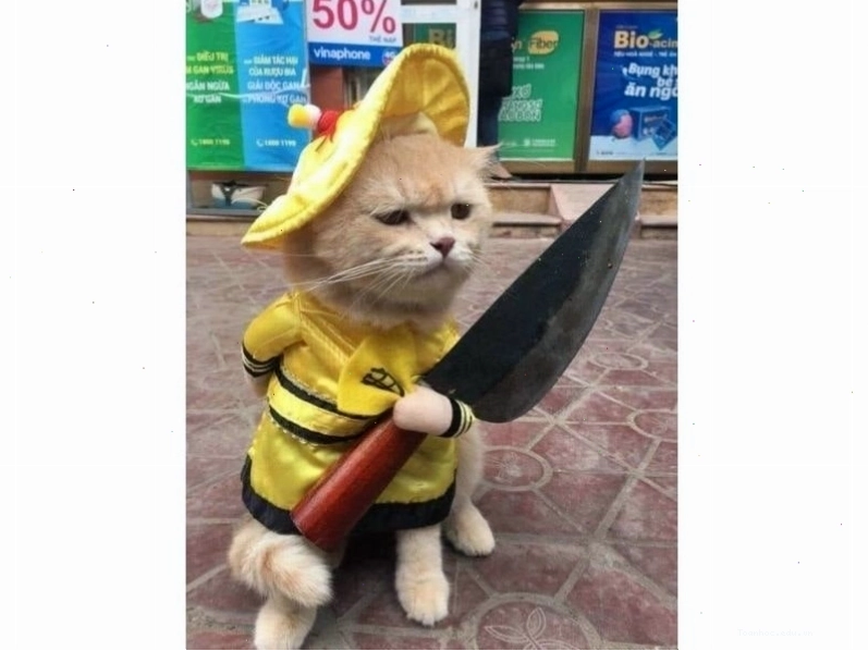Meme mèo biểu cảm ấn tượng