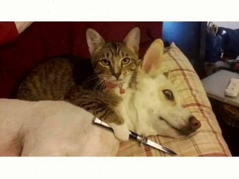 Meme mèo biểu cảm đa dạng