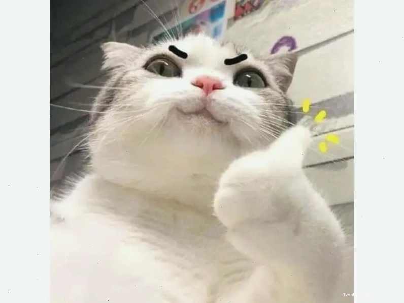 Meme mèo biểu cảm hài hước khi thả like