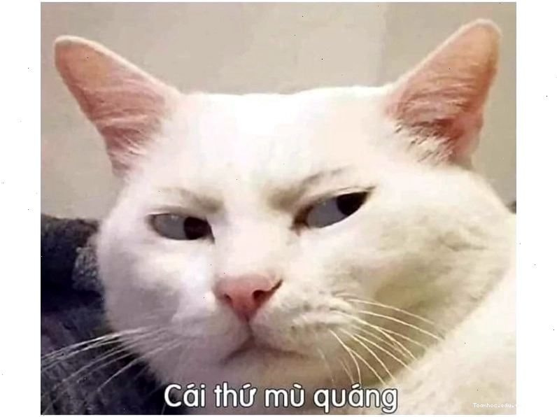 Meme mèo biểu cảm khó chịu nhìn chủ