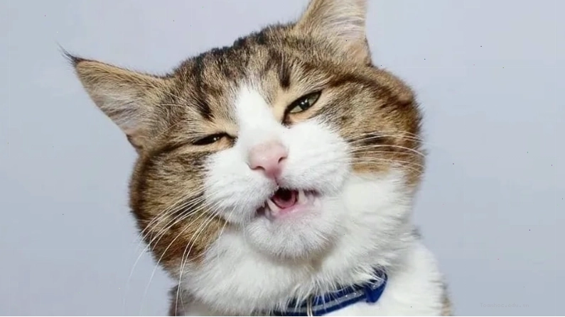 Meme mèo biểu cảm khó hiểu
