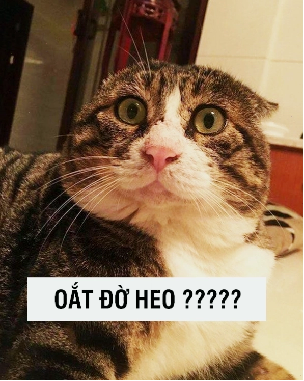 Meme mèo buồn thể hiện sự suy tư