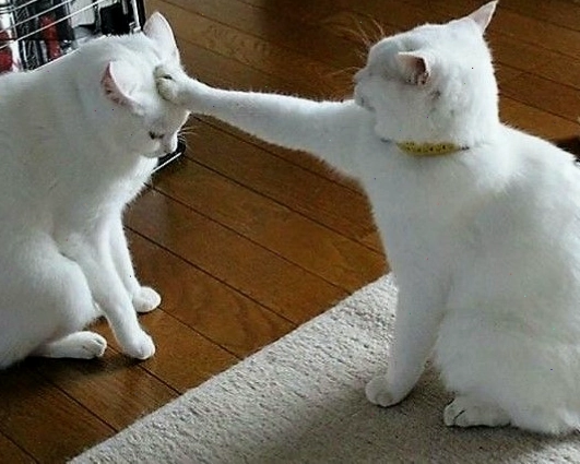Meme mèo buồn với đôi mắt to tròn đầy tâm trạng