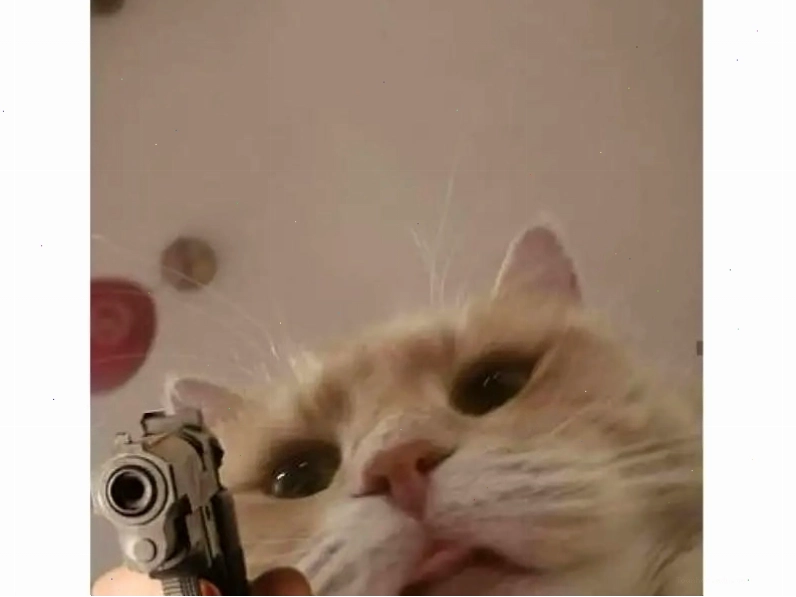 Meme mèo chỉ tay và biểu cảm ngạc nhiên
