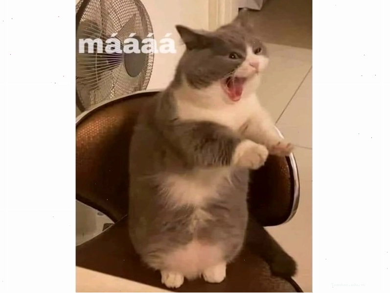 Meme mèo cười chỉ tay vào lỗi sai