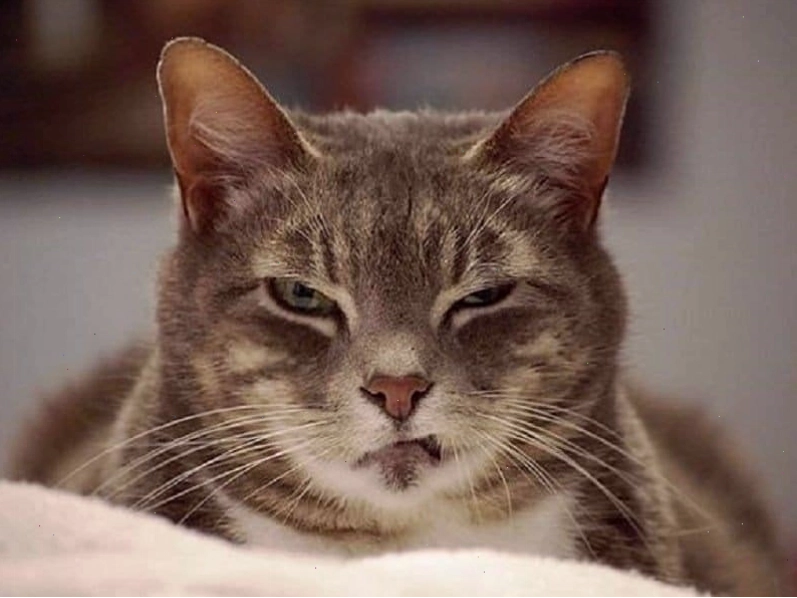 Meme mèo cười đểu bá đạo thể hiện sự tự tin