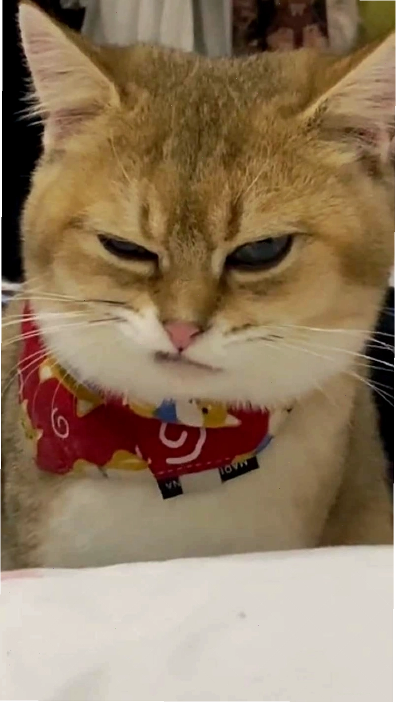 Meme mèo cười đểu buồn cười với biểu cảm tinh nghịch