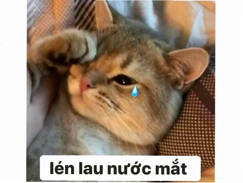 Meme mèo cười giả lả