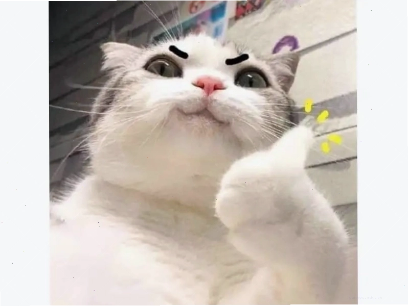 Meme mèo cười há hốc mồm vì quá sốc