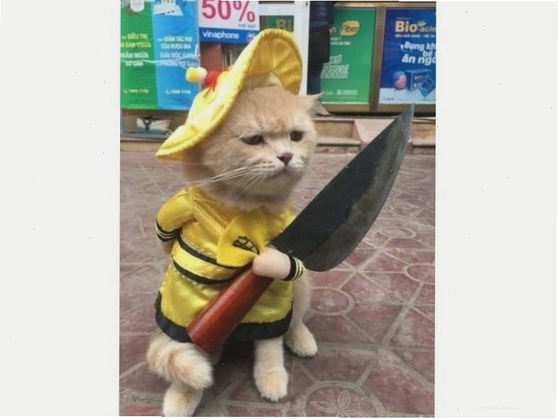 Meme mèo cười khẩy đầy thách thức