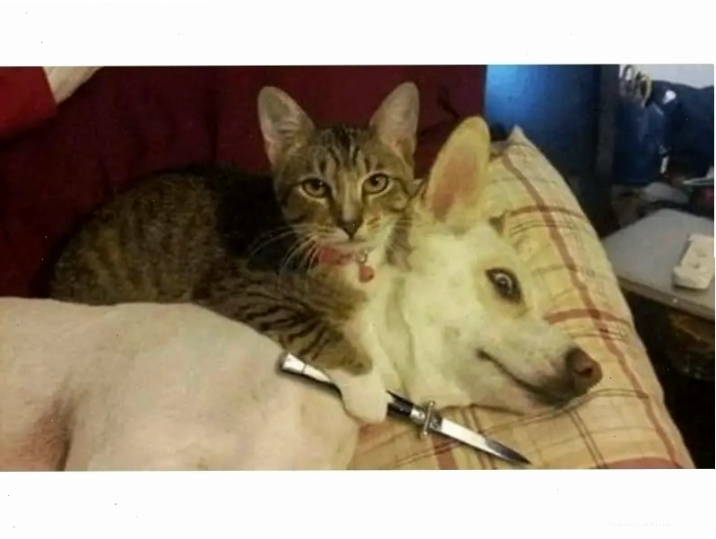 Meme mèo cười mãn nguyện