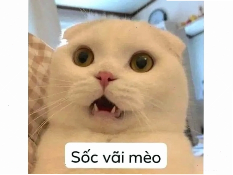 Meme mèo cười mỉm với ánh mắt tinh nghịch