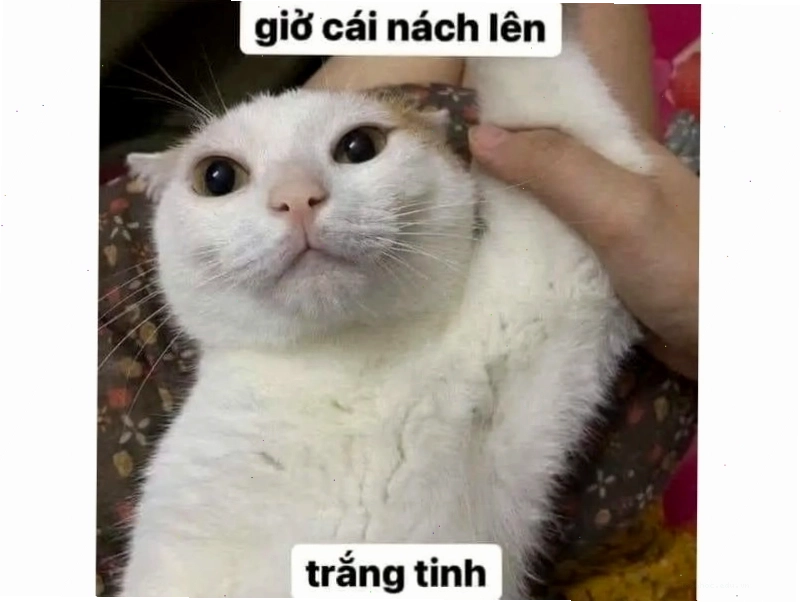 Meme mèo cười ngơ ngác