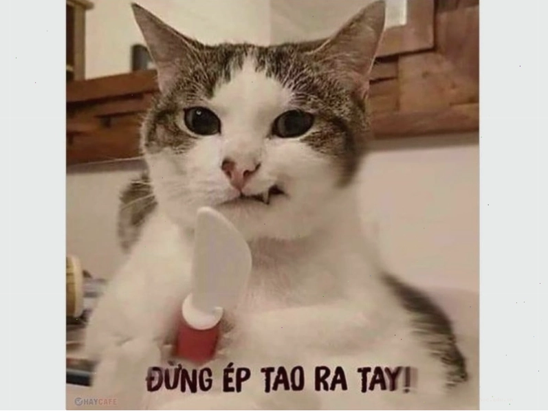 Meme mèo cười nhe răng đầy tinh nghịch
