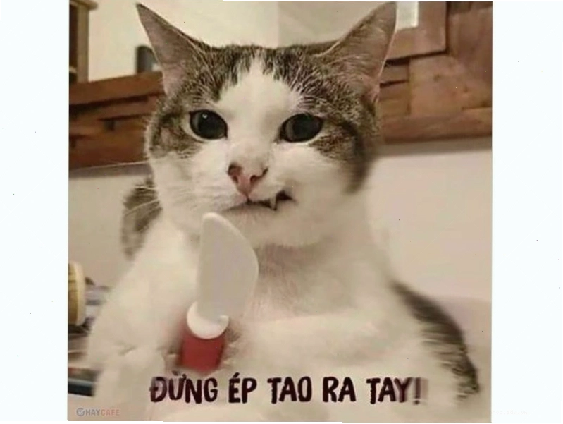 Meme mèo cute đáng yêu