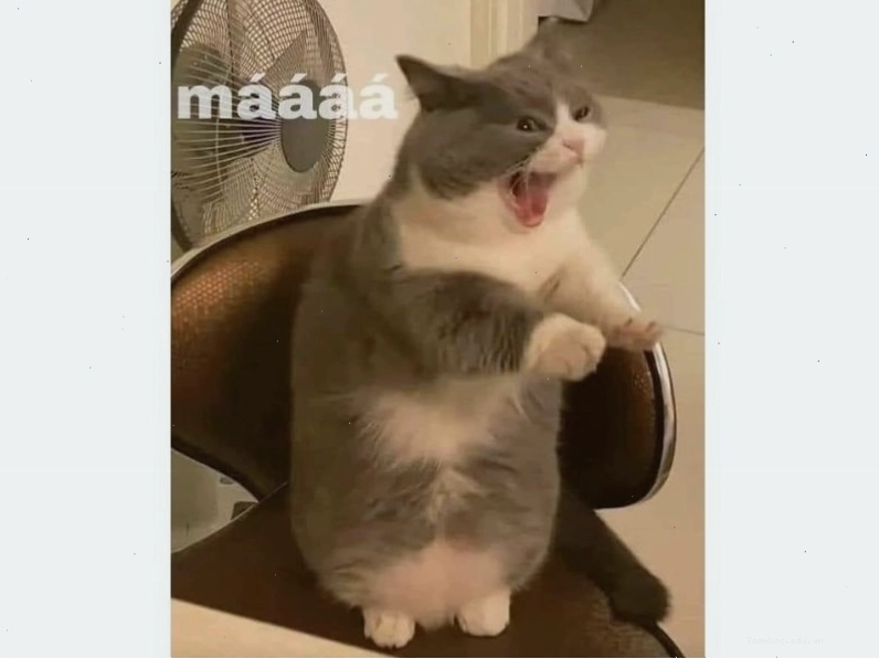 Meme mèo cute và hài hước