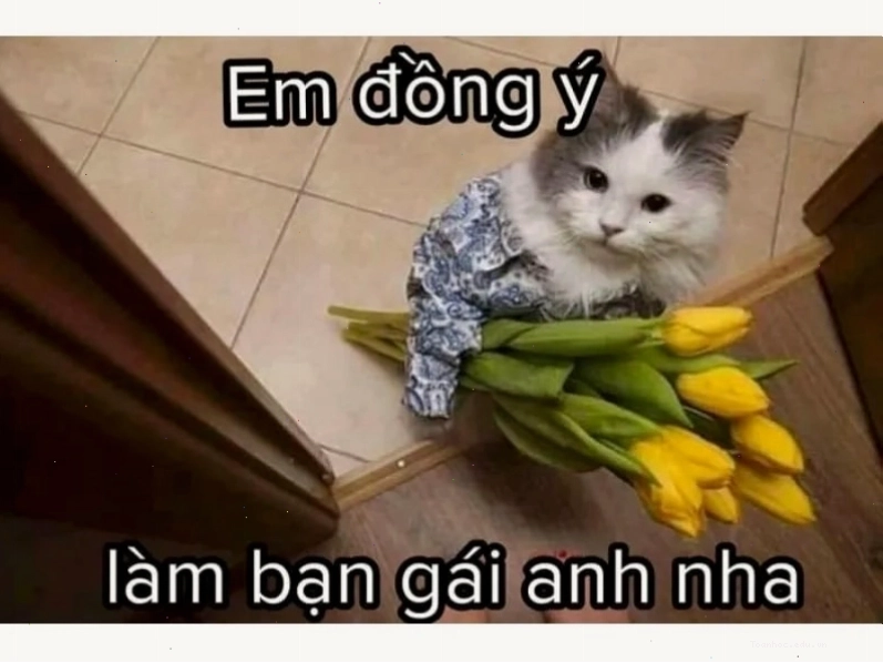 Meme mèo đáng yêu