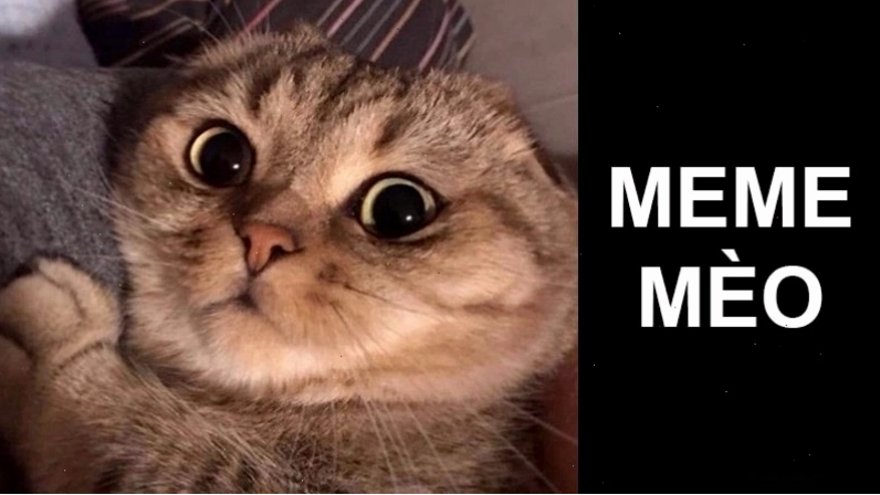 Meme mèo đáng yêu giơ ngón tay cái thể hiện sự đồng tình