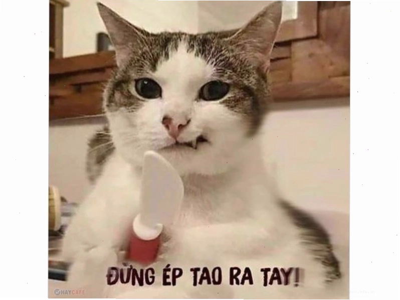Meme mèo dễ thương giơ tay like với ánh mắt lém lỉnh