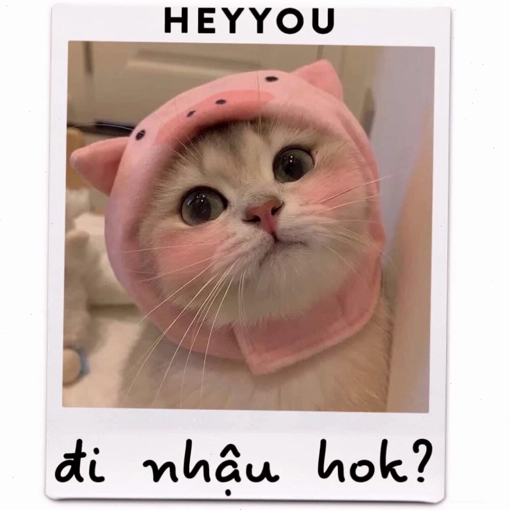 Meme mèo dễ thương mặc vest