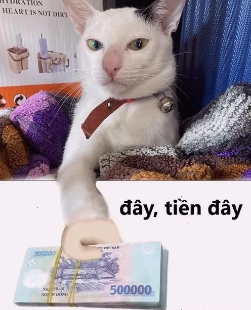 Meme mèo đưa tiền 500k bảo cầm lấy đầy hài hước