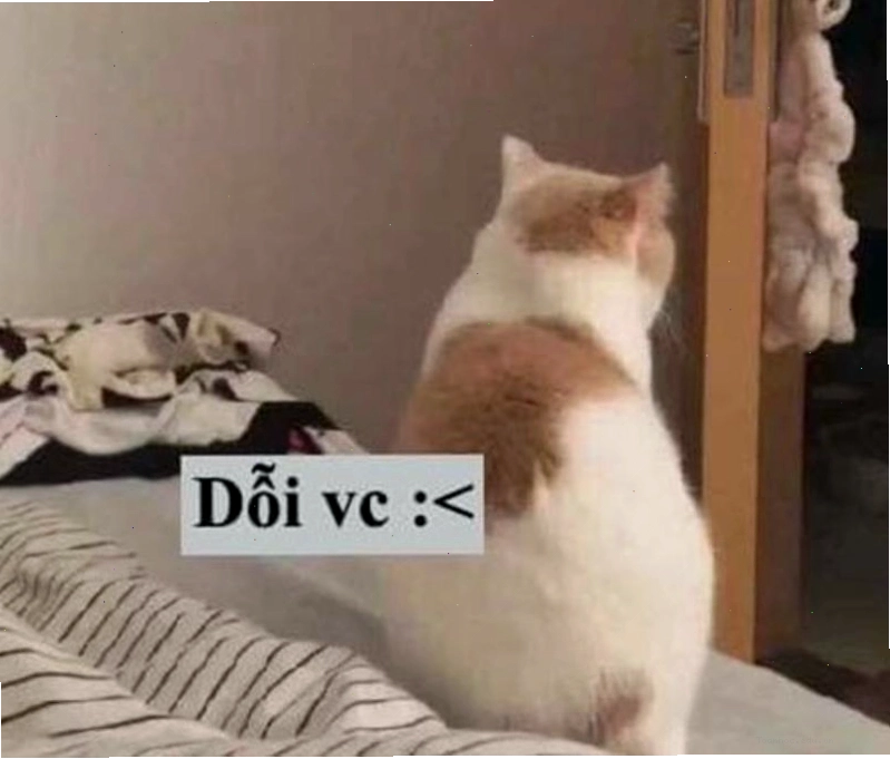 Meme mèo giận dỗi với ánh mắt 