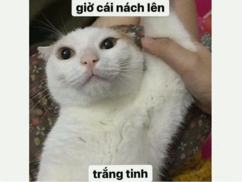 Meme mèo giơ ngón cái