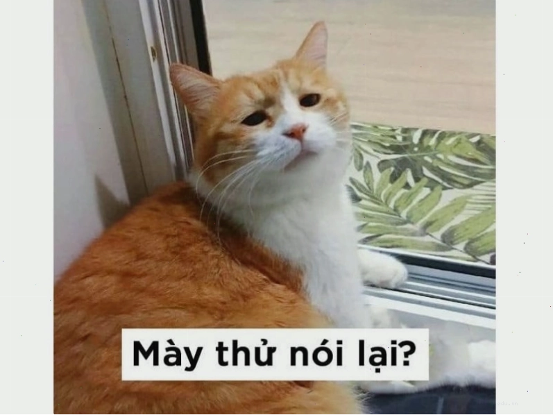 Meme mèo giơ tay lên trời